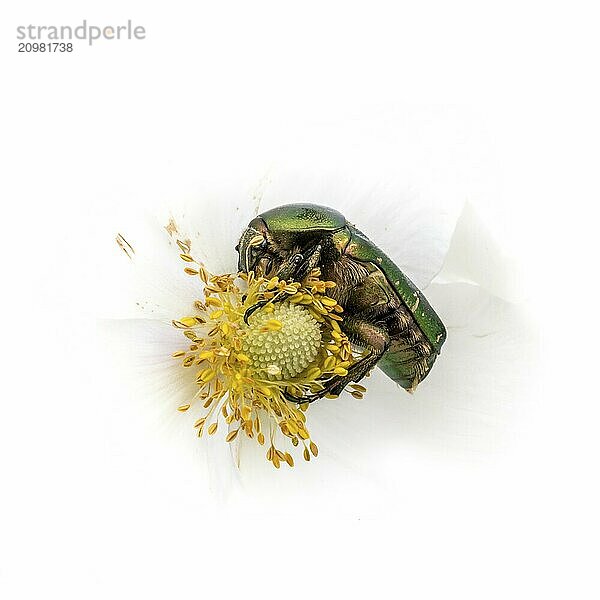 Rose chafer on a white flower feeding in front of a white background