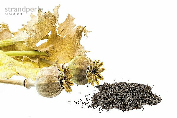 Fresh poppy with seed capsules and leaves  cropped on white