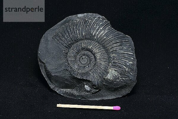 An ammonite fossil on black background