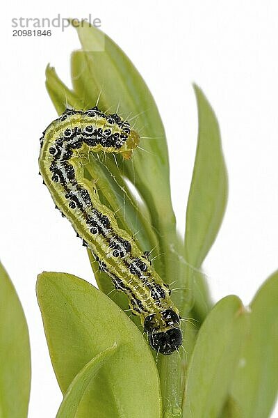 Box tree moth caterpillar crawling on a branch with box tree leaves cropped on white