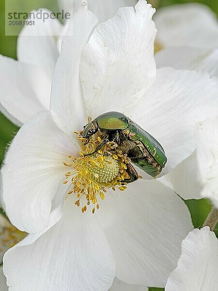 Rose chafer on a white flower feeding in front of a white background