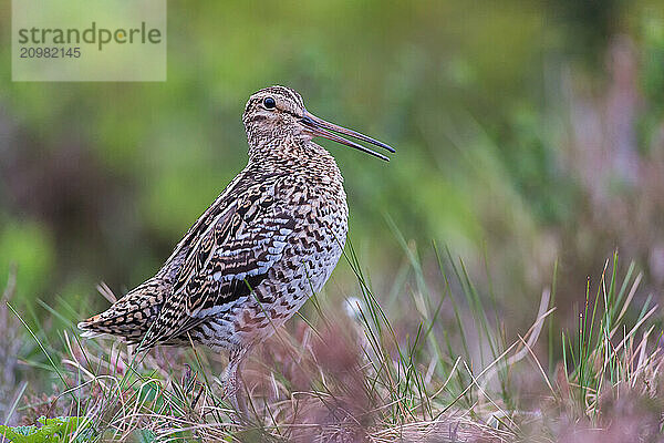 Great snipe (Gallinago media)  Northern Norway  Finnmark  Lapland  Norway  Europe