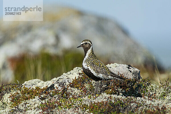 European golden plover (Pluvialis apricaria)  camouflaged in tundra vegetation  Northern Norway  Norway  Europe