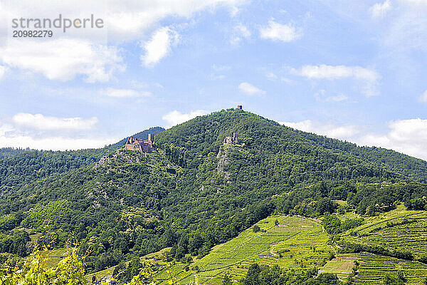 View of 3 castles of Ribeauville  Alsace  France  Europe