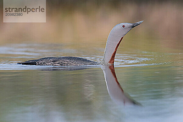 Red-throated diver (Gavia stellata) swims in the water  Dalarna  Sweden  Europe