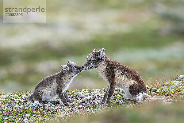 Arctic foxes (Vulpes lagopus)  female with puppy sniffing  Varanger  Finnmark  Norway  Europe