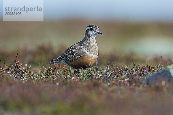 Eurasian Dotterel (Charadrius morinellus)  tundra vegetation  Finnmark  Norway  Europe