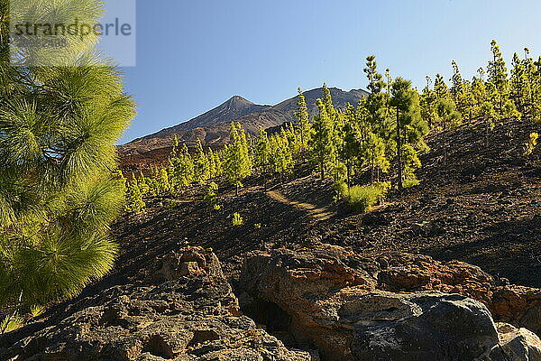 Landscape with Pico del Teide  Pico Viejo and Canary Island pines  view from Mirador Sámara  Teide National Park  Tenerife  Canary Islands  Spain  Europe