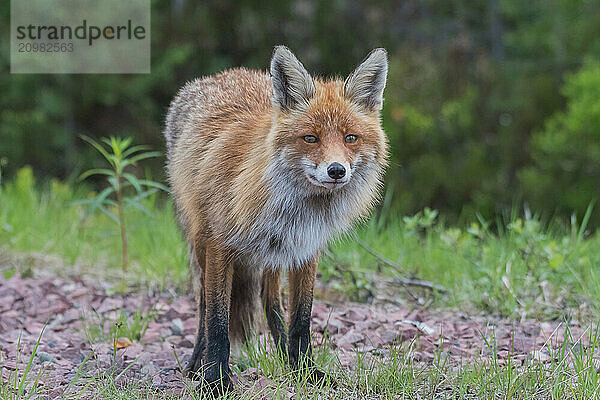 Red fox (Vulpes vulpes)  direct view  Lapland  Sweden  Europe