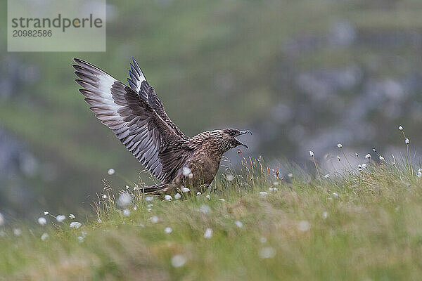 Great Skua (Stercorarius skua)  calling  Runde Island  Norway  Europe