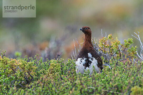 Willow ptarmigan (Lagopus lagopus)  in summer plumage  Northern Norway  Norway  Europe