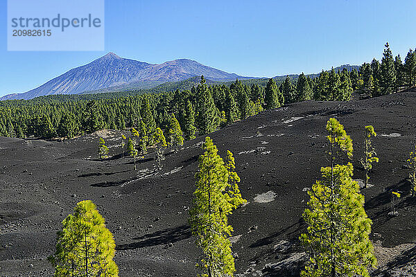 In the Arenas Negras hiking area  the view for hikers opens up again and again to the volcanoes El Teide and Viejo  Tenerife  Canary Islands  Spain  Europe