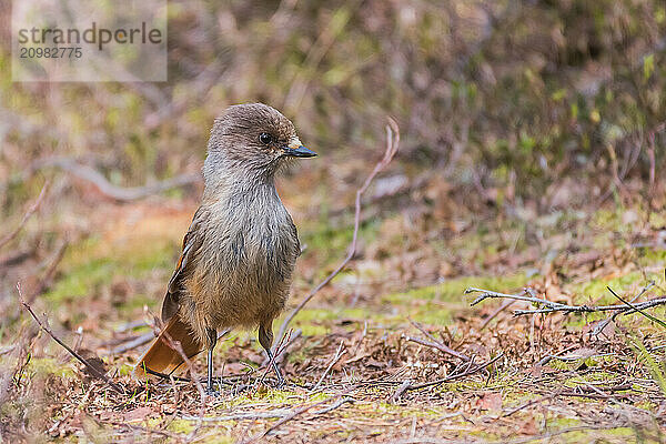 Siberian jay (Perisoreus infaustus) sits on the ground  Lapland  Sweden  Europe