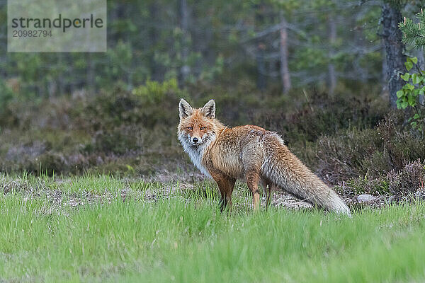 Red fox (Vulpes vulpes)  direct view  Lapland  Sweden  Europe