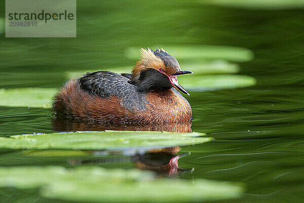 Horned Grebe (Podiceps auritus) swims in the water  calling  Västergotland  Sweden  Europe