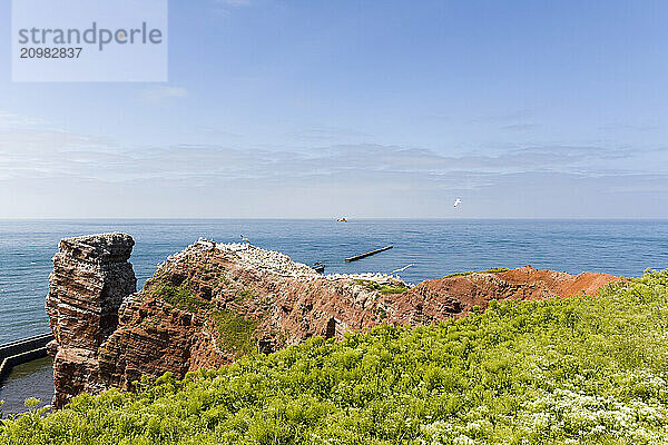 Gannets breeding on the Lange Anna  Helgoland  Germany  Europe