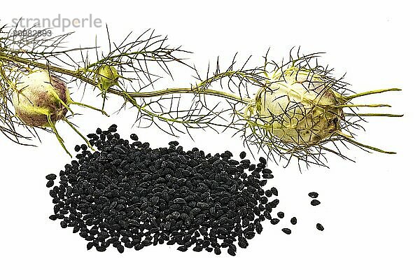 Black cumin with seed capsules and leaves  cropped on white