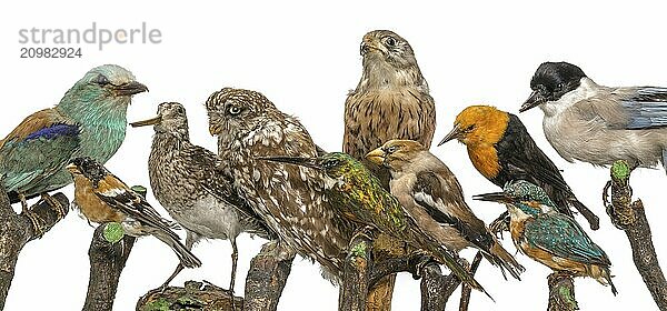 Many stuffed birds sit in a row on wooden branches on a white background