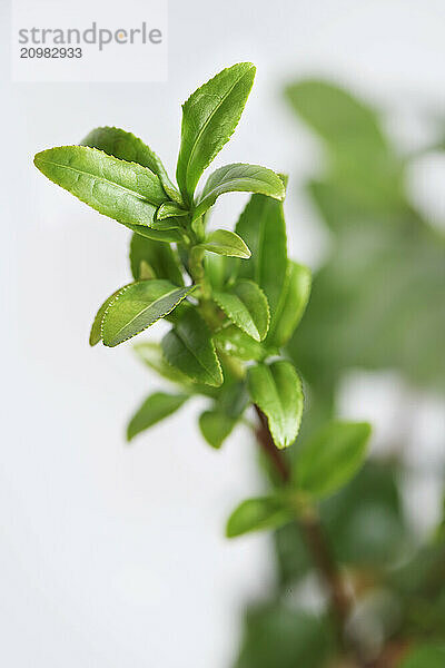 Young green leaves of a tea plant (Camellia sinensis)  closeup. Isolated on white