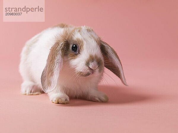 Cute little pet bunny rabbit isolated on pink background