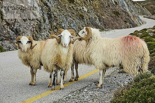 Four sheep standing on a winding road in a picturesque mountain landscape with rocks and bushes  near the Kallikratis Gorge  Lefka Ori  White Mountains  mountain massif  West  Crete  Greece  Europe