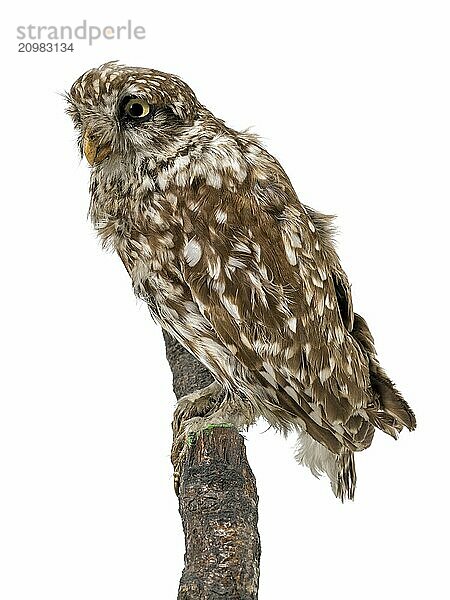 Stuffed little owl sits on a wooden trunk isolated on white