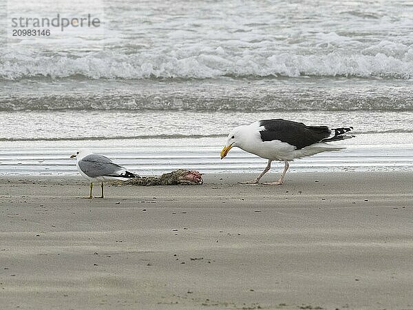 Great Black-backed Gull (Larus marinus) and Common Gull (Larus canus)  scavanging upon carcass washed onshore  May  Varanger Fjord  Norway  Europe