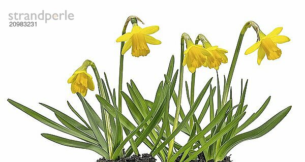 Small blooming yellow daffodils in a plant pot cropped on white