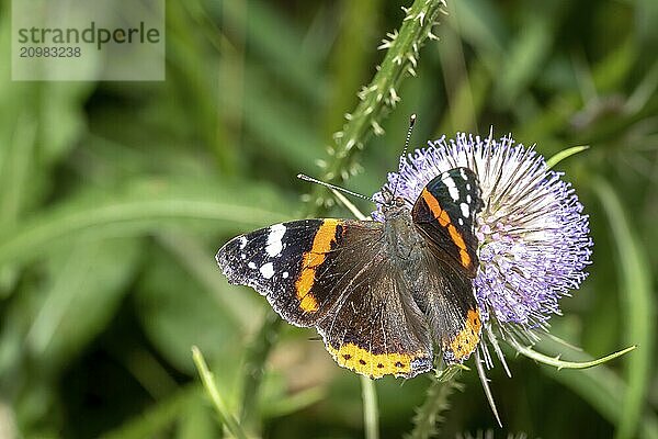 Large butterfly sitting on a thistle flower against a blurred green background