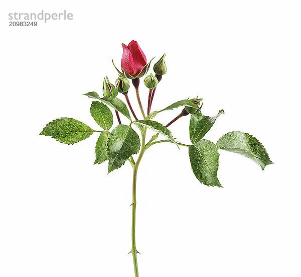 Red Damask Rose  small flower bud on a branch with green leaves isolated on white