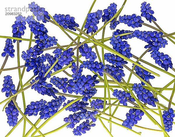 Blue grape hyacinths with green stems lie in a jumbled arrangement on white