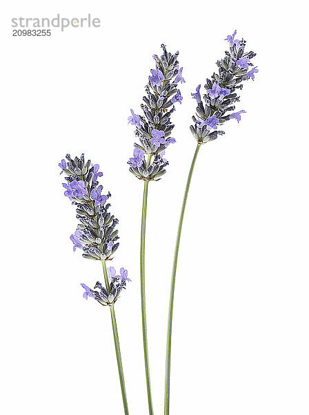 Lavender (Lavandula) stalks with purple flowers isolated on white