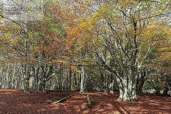 Wonderful and colorful autumn in the woods of the Monti San Vicino and Canfaito park  Italy. End October 2016