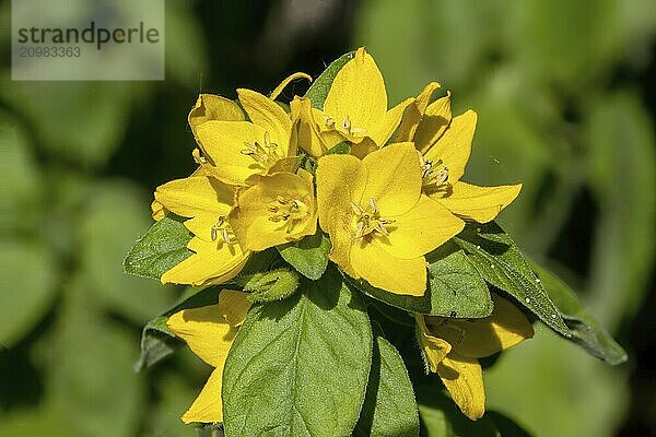 Close-up of yellow purple loosestrife flowers Lysimachia punctata against a green background