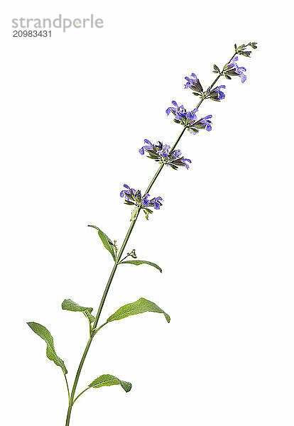 Artistic closeup of Sage (Salvia officinalis) medicinal plant blossoms  little purple flowers  isolated on white