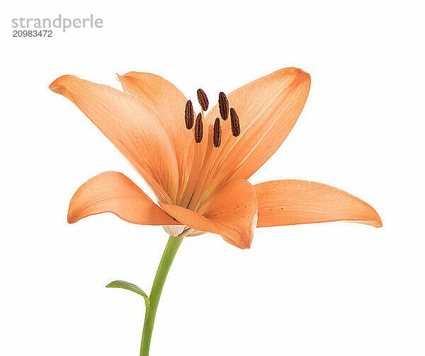 Orange Asiatic lily flower  close-up isolated on white