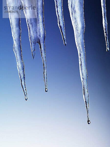 Melting icicles isolated on blue background