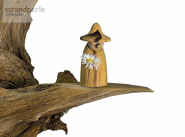 Turned wooden gnome with a daisy in his hand stands on an old tree stump  isolated on white