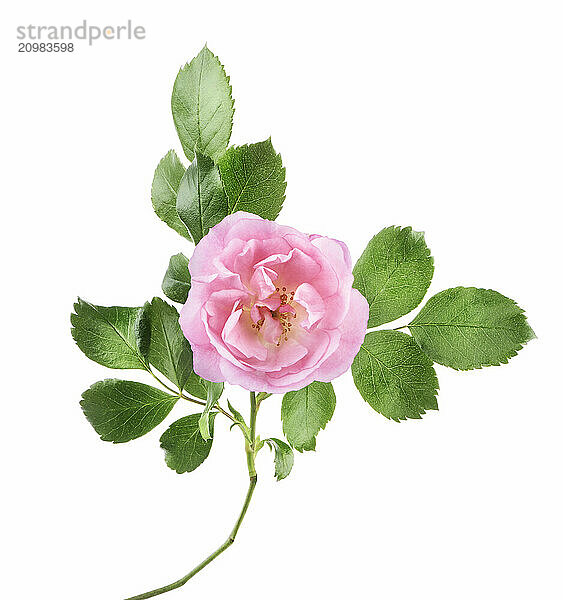 Pink Damask Rose  flower on a branch with green leaves isolated on white