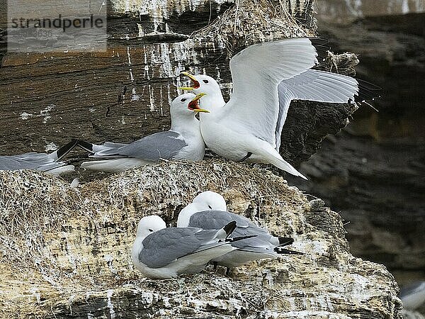 Black-legged kittiwake (Rissa tridactyla)  greeting ceremony of pair at nest in breeding colony  on coastal cliffs of Arctic Ocean  May  Varanger Fjord  Norway  Europe