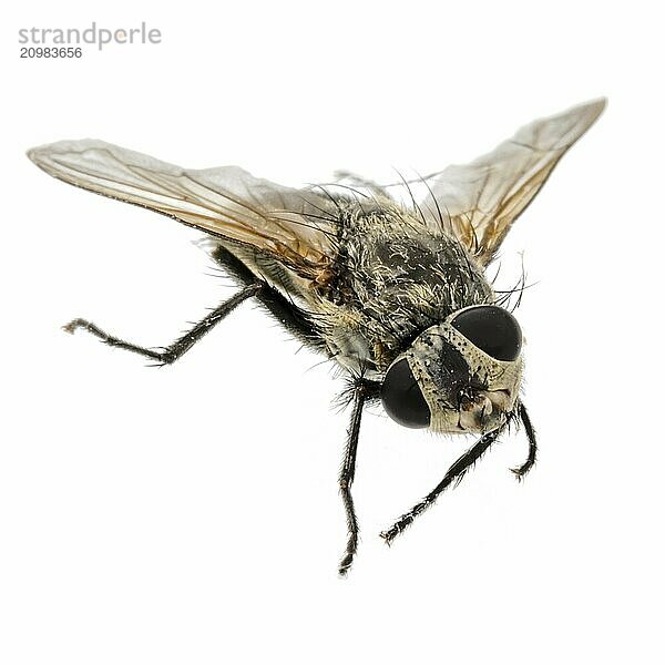 Close-up of a dead fly with twisted head cropped on white