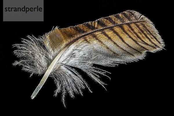 Macro shot of a brown and white eagle owl feather cropped on black