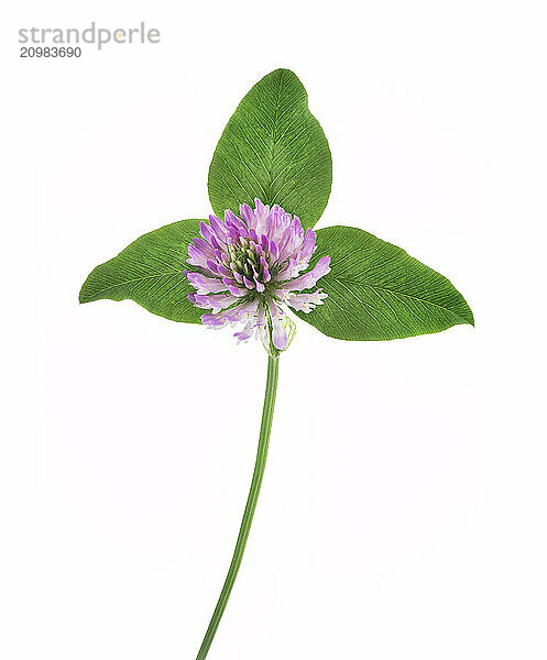 Red clover (Trifolium pratense) closeup of a purple flower with three green leaves. Medicinal herb isolated on white