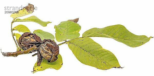 Two ripe walnuts on a branch with leaves cropped on white