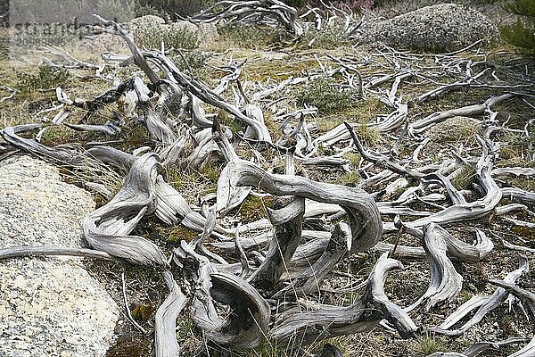 Beautiful white dry tree trunk on a landscape