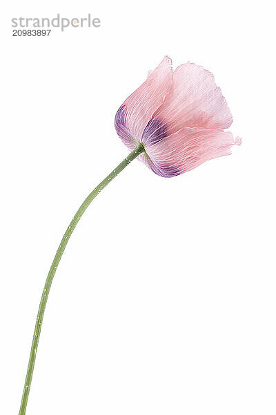 Pink Poppy flower on a stem with green leaves. Opium Poppy isolated on white