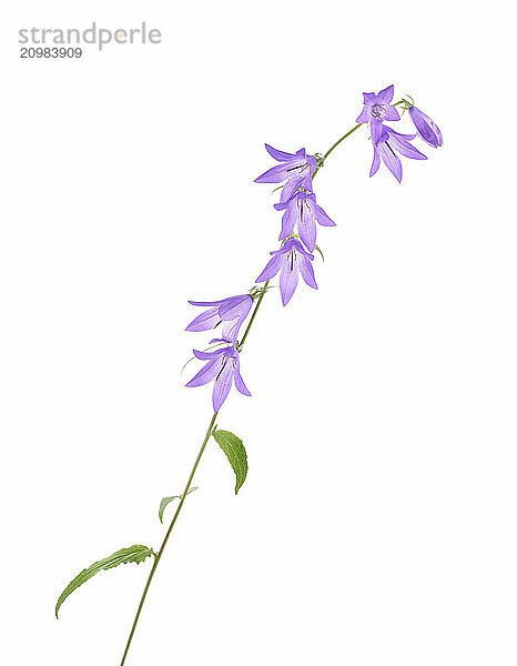 Purple bell flowers on a stem. Creeping bellflower isolated on white