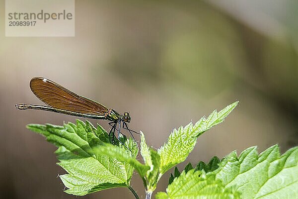 Copper demoiselle sitting on stinging nettle leaves in front of blurred brown background with text space