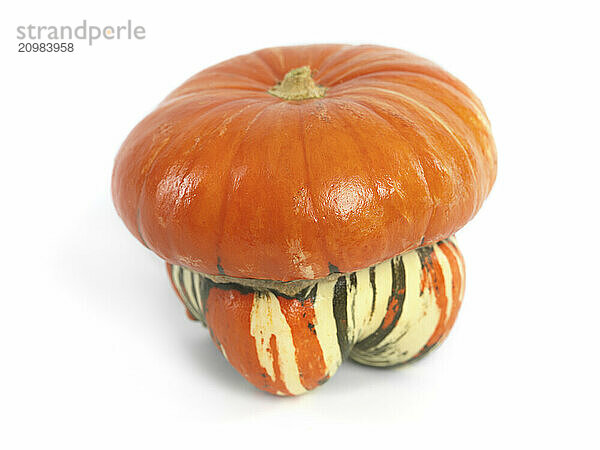 Turks Turban Squash isolated on white background