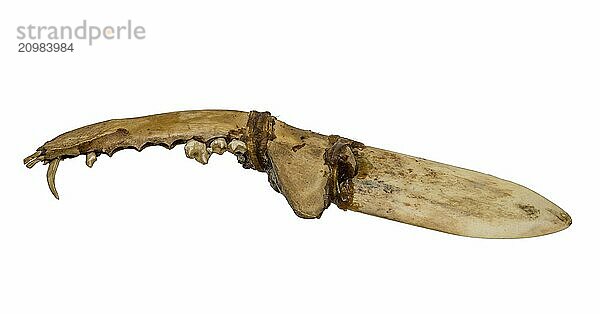 Old knife of the North American Indians made of bone and sinew cut out on white